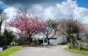 Our Cherry Blossom